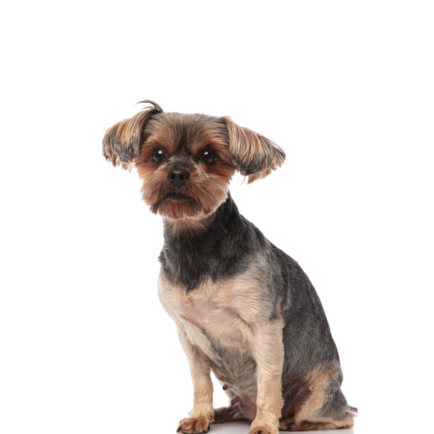 istock adorable yorkshire terrier sitting isolated on white background 1173407381
