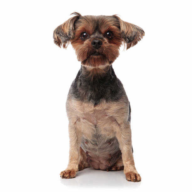 istock adorable yorkshire terrier sitting isolated on white background 1173407390