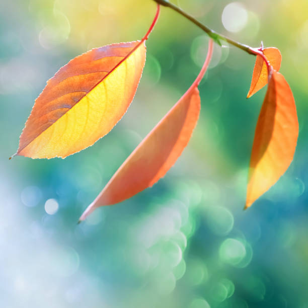 istock Autumn natural background with yellow and orange leaves. Copy space. Square image. 1173407426