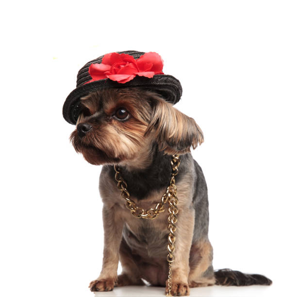istock adorable yorkshire terrier looking to side and wearing hat 1173407428