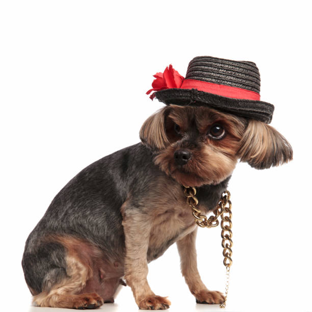 istock adorable yorkshire terrier looking to side on white background 1173407460