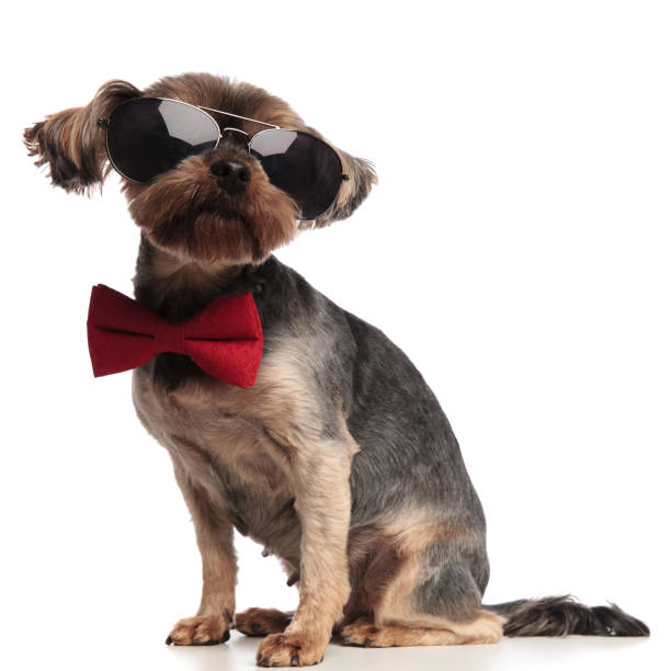 istock adorable yorkshire terrier wearing sunglasses and red bowtie 1173407521