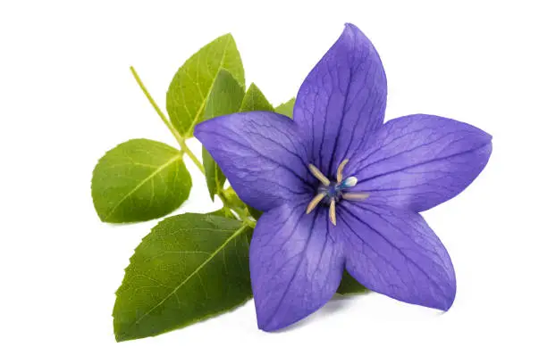 balloon flower ( bellflower) isolated on white background