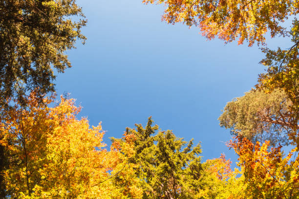 istock Yellow autumn foliage over bright blue sky background. 1173408345