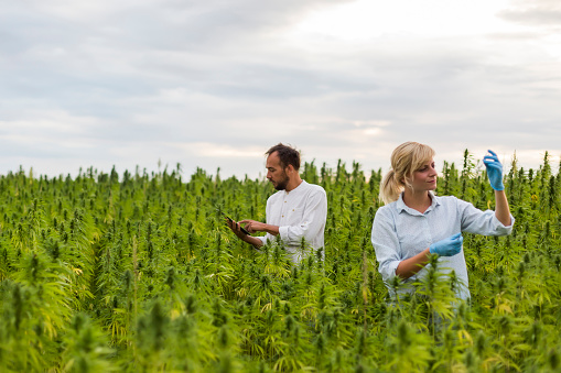 Two people observing CBD hemp plants on marijuana field and writing results in tablet. They are using tweezers and test tube.