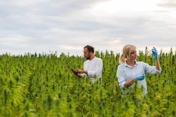 Two people observing CBD hemp plants on marijuana field and writing results in tablet. They are using tweezers and test tube. Two people observing CBD hemp plants on marijuana field and writing results in tablet. They are using tweezers and test tube. flower stigma photos stock pictures, royalty-free photos & images
