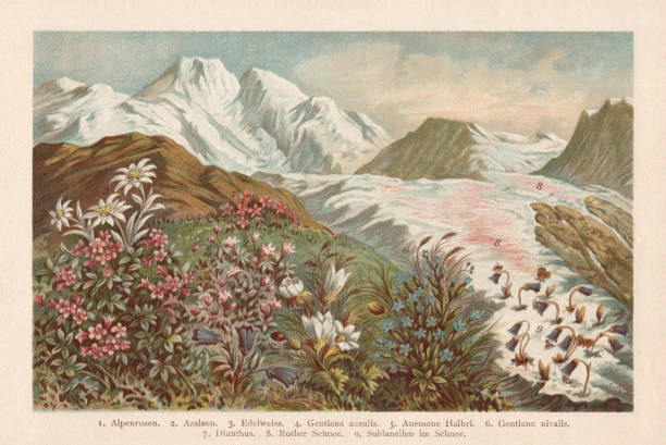 illustrazioni stock, clip art, cartoni animati e icone di tendenza di flora di montagna, cromotiografo, pubblicato nel 1894 - glacier mountain ice european alps
