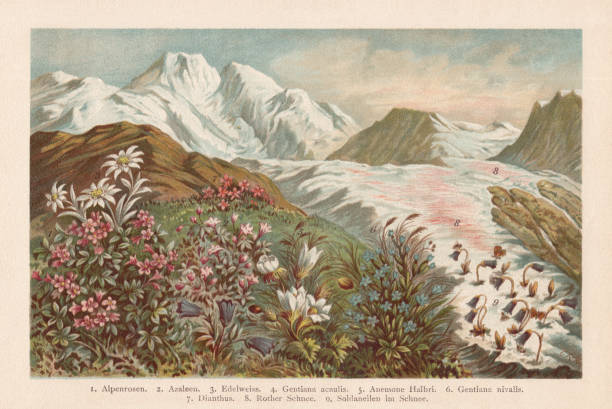 ilustrações de stock, clip art, desenhos animados e ícones de mountain flora, chromolithograph, published in 1894 - chromolithograph