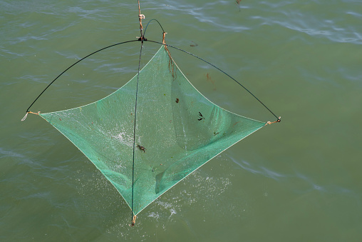Fishing net with a crab in it