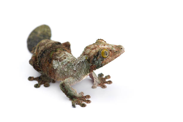 mossy leaf-tailed gecko isolated on white bacground - gecko animal night wildlife imagens e fotografias de stock