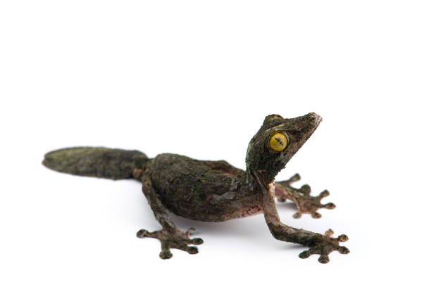 istock Mossy Leaf-tailed Gecko isolated on white bacground 1173410664