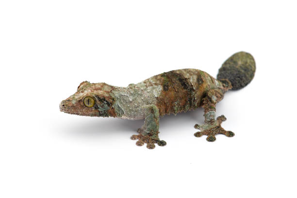 istock Mossy Leaf-tailed Gecko isolated on white bacground 1173410665