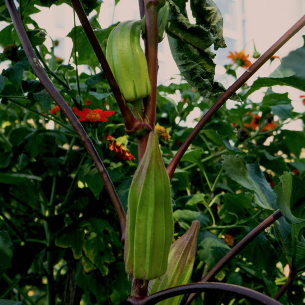 istock Hill Country Red Okra 1173411741
