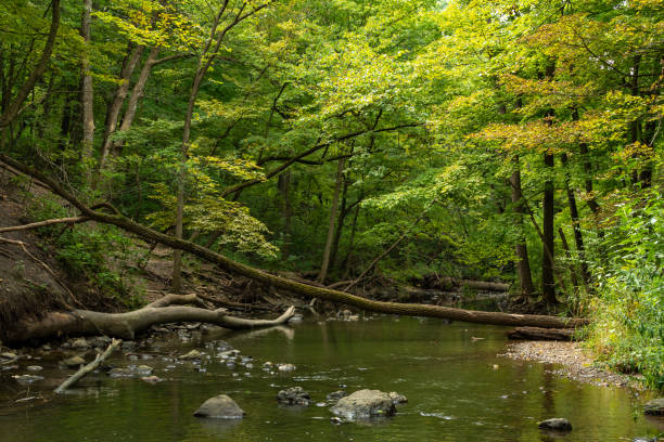 stream running through waterfall glen forest preserve.  dupage county, illinois, usa - dupage imagens e fotografias de stock