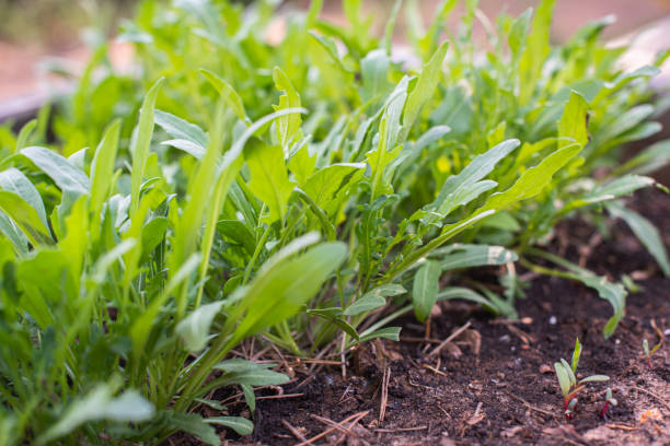istock Green young organic arugula grows on a bed in the ground 1173412821