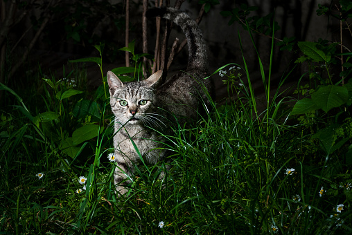 Secret nightlife of a countryside cat. Tabby cat with green eyes captured while wandering around during the night.
