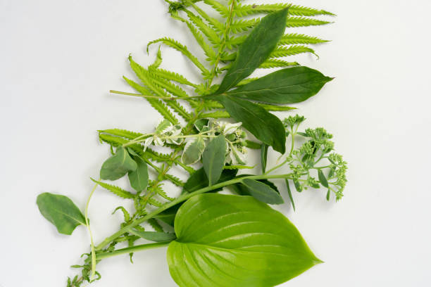 istock some exotic fresh green leaves on white backgrdoung, summer nature concept decoration 1173412864