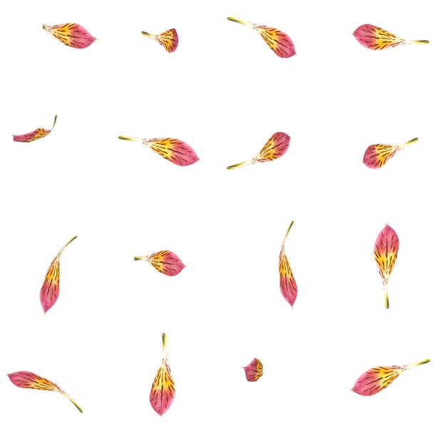 istock A set of petals orchid in different angles 1173414534