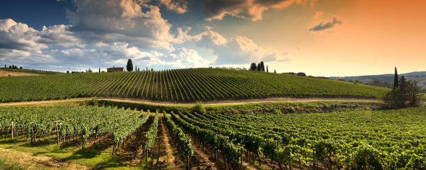 Beautiful Vineyards in Tuscan countryside at sunset in Italy. stock photo