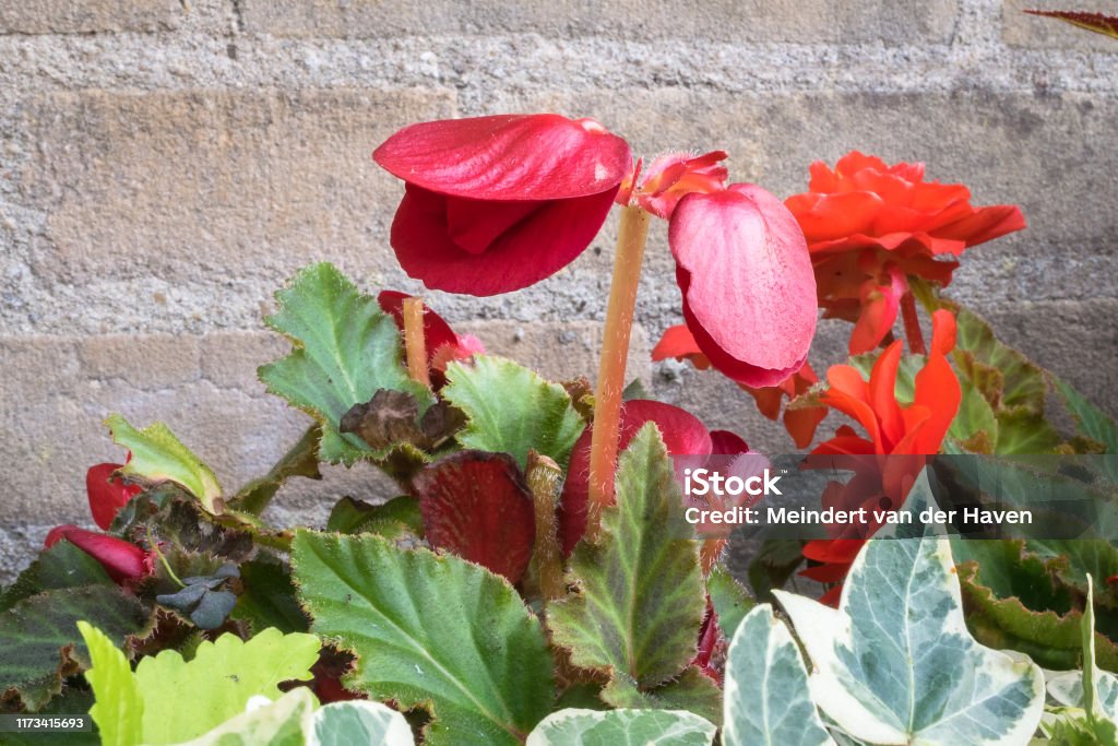 Foto de Begonia Tuberosa De Florescência Vermelha Profunda Na Cama De Flor  e mais fotos de stock de Abrindo - iStock