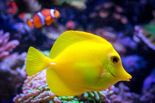 Photograph of a yellow surgeon fish in the foreground and in the background clownfish/ Fotografía de un pez cirujano amarillo en primer plano y en el fondo pez payaso.