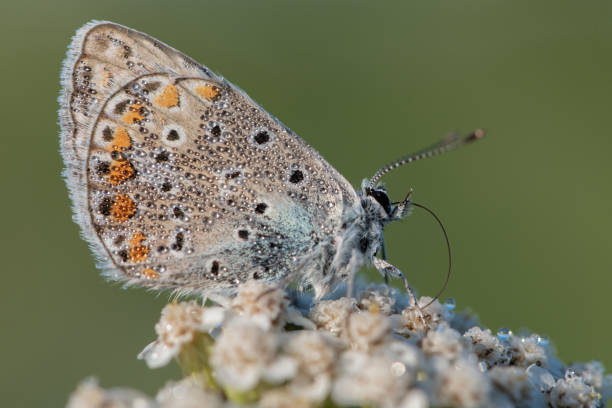 istock Portrait of common blue butterfly (Polyommatus icarus) 1173416440