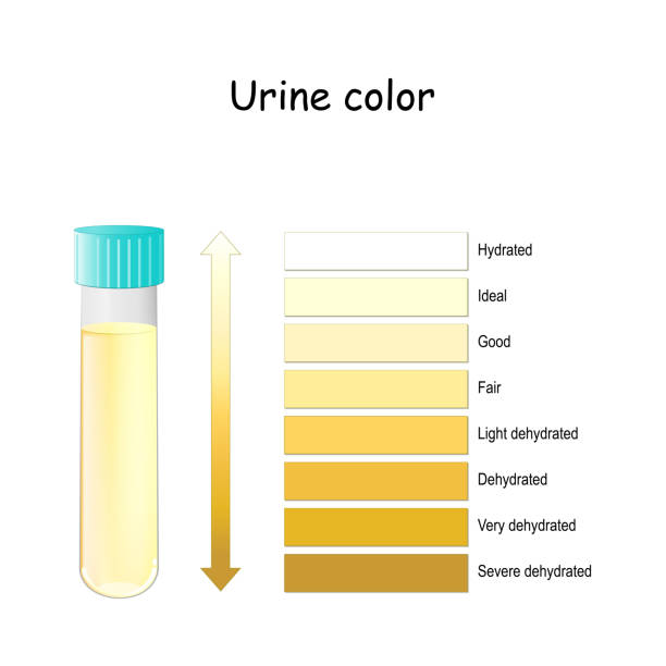 Urine Color. Chart for Assessing hydration and dehydration. Pee Color diagram Urine Color. Chart for Assessing hydration and dehydration. Pee Color diagram. vector illustration urine stock illustrations