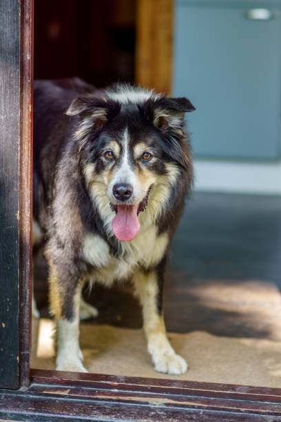 istock Border collie standing in doorway 1173417476