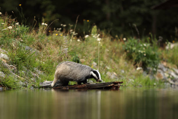 istock Euroasian badger drink water from pond - Meles meles 1173417783