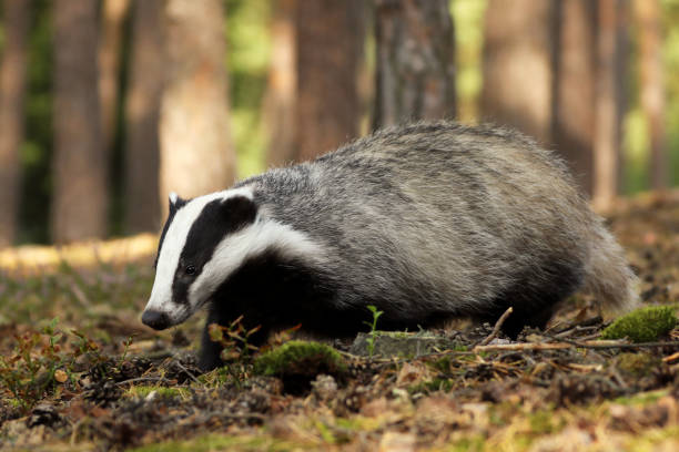 istock European badger in autumn pine forest - Meles meles 1173417813