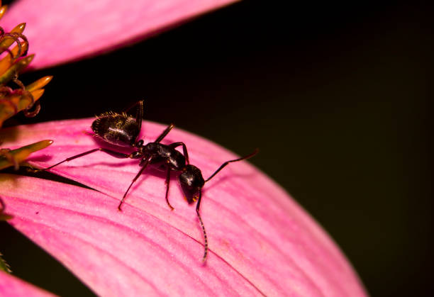 Ants are walking find nectar in flowers.