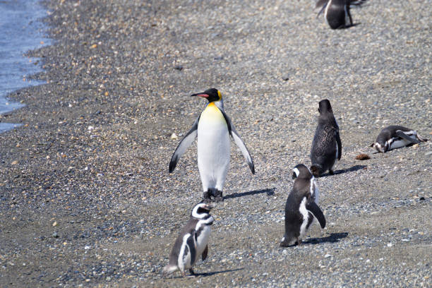 istock King penguin on Hammer island beach, Ushuaia 1173419773