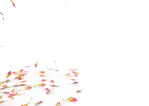 istock Orchid petals fall to the floor 1173421881