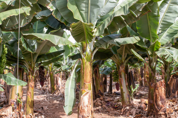istock Banana plantation in Tenerife 1173421914