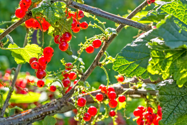 istock Red ripe currants berries on a twig in a backlight 1173423199