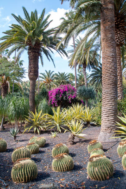istock Exotic garden in La Laguna 1173423276