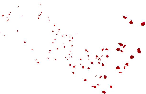 istock Red rose petals fly into the distance 1173424111