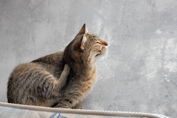 istock the cat is scratching on the flower cushion 1173424259