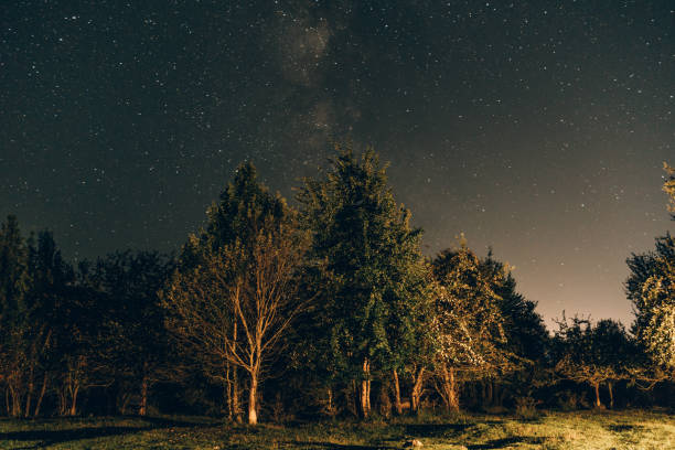 istock starry sky, trees in the foreground 1173425586