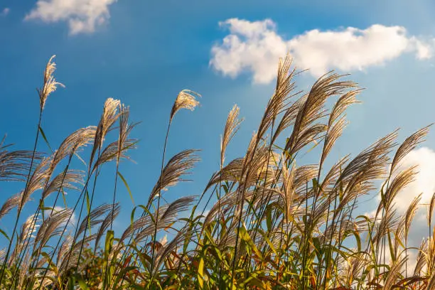 Photo of Cane panicles swaying in the wind and blue sky with white clouds in the background on a sunny day