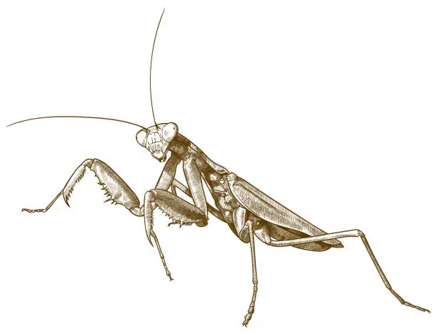 Vector illustration of engraving antique illustration of praying mantis