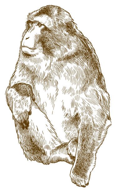 engraving antique illustration of barbary macaque Vector antique engraving drawing illustration of barbary macaque (Macaca sylvanus) isolated on white background barbary macaque stock illustrations