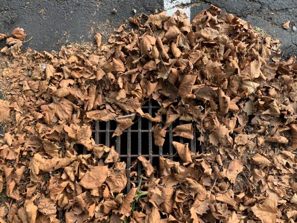 istock Leaves and Trash in Storm Drain 1173427650