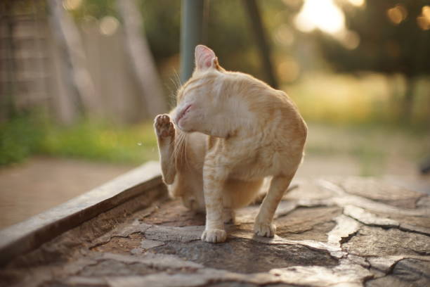 Pale ginger cat paw scratches behind the ear outdoor. Fleas and ticks in domestic animals.