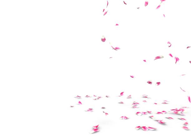 istock Tulip petals fall beautifully on the floor 1173429196