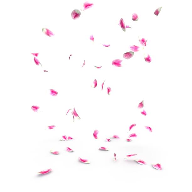 istock Tulip petals fall beautifully on the floor 1173429389