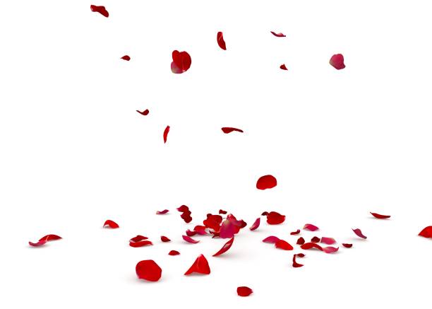 istock Rose petals fall beautifully on the floor 1173429645