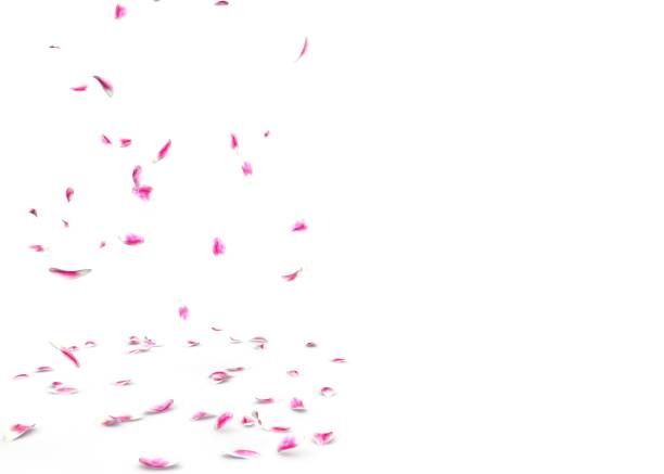 istock Tulip petals fall beautifully on the floor 1173429665