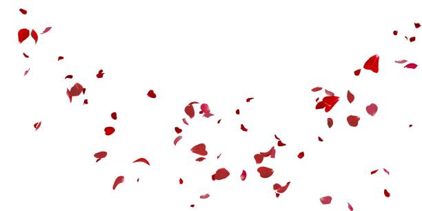 istock Rose petals flying on white background 1173429674