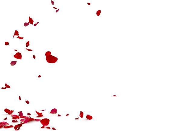 istock Rose petals fall beautifully on the floor 1173429743
